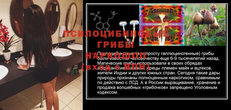 купить наркотики цена  Бородино  Псилоцибиновые грибы Psilocybe 